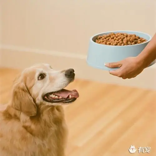 20斤狗狗吃多少狗粮