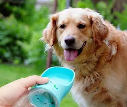 金毛幼犬一天喝多少水