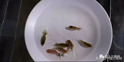 金鱼繁殖多少