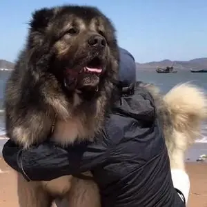 巨型比特犬多少钱一只