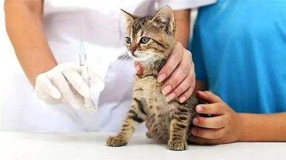 猫打疫苗多少钱一针