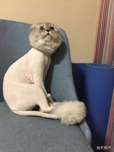 猫剪毛多少钱