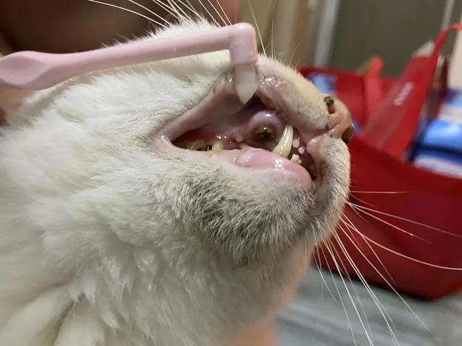 猫咪拔牙要多少钱
