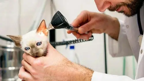 猫咪常规体检多少钱
