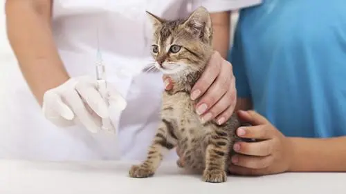 猫咪打一针疫苗多少钱