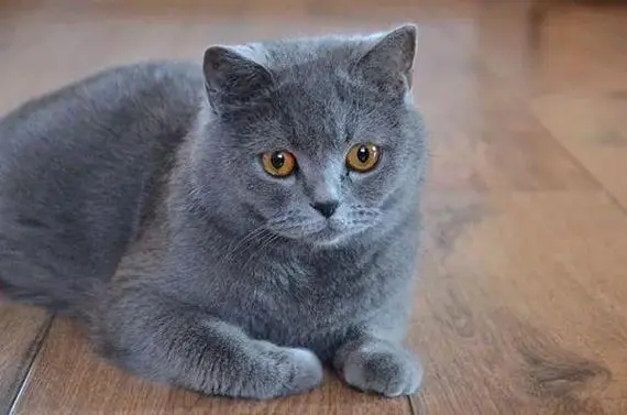猫咪最多能活多少岁