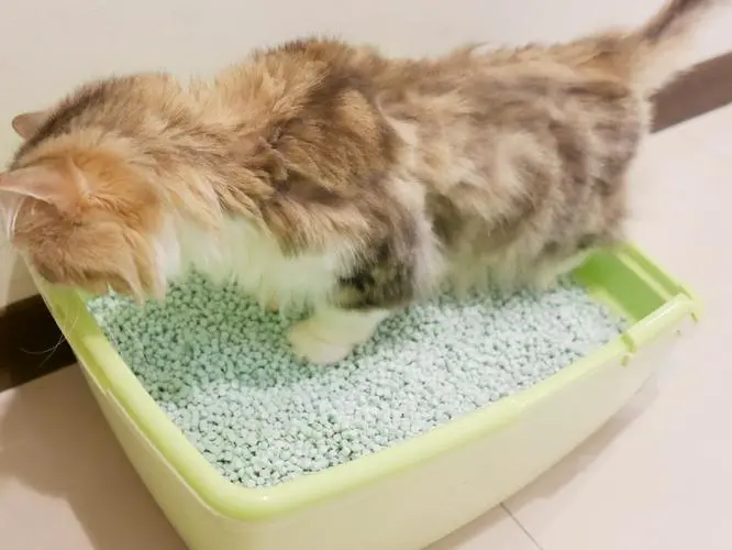 猫砂盆里放多少猫砂