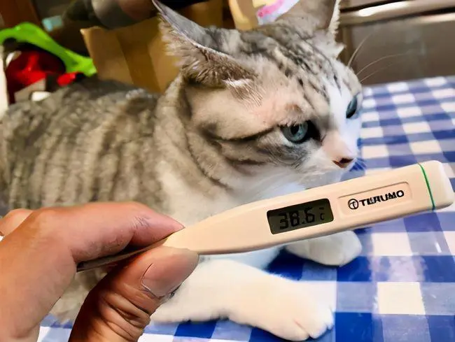 猫低烧是多少度