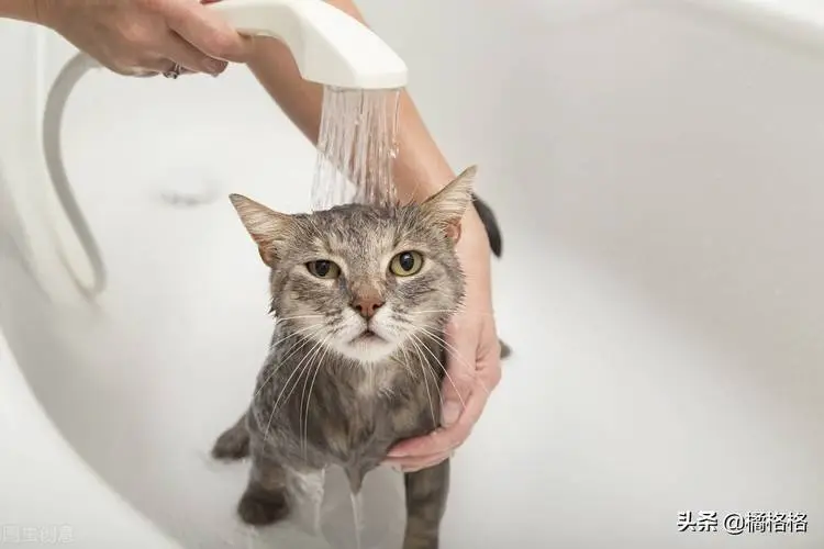 猫每天要喝多少毫升水