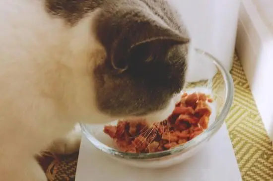 猫一次可以吃多少鸡肝