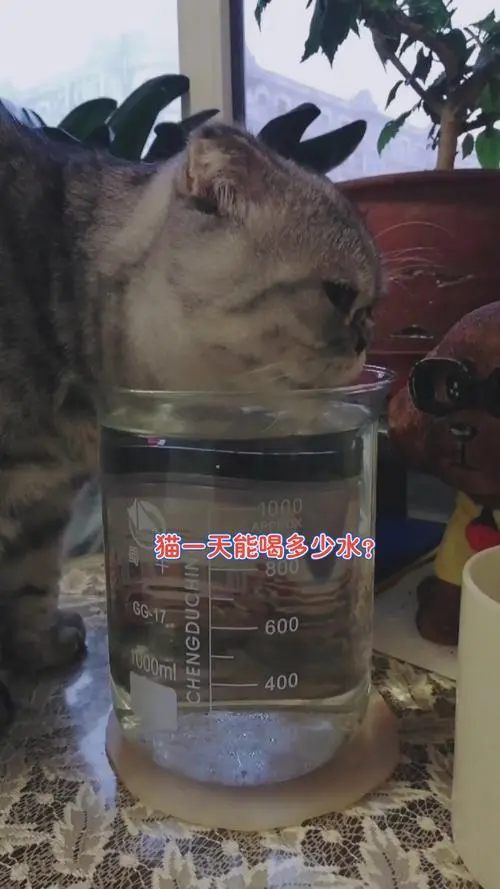 猫一天喝多少毫升水