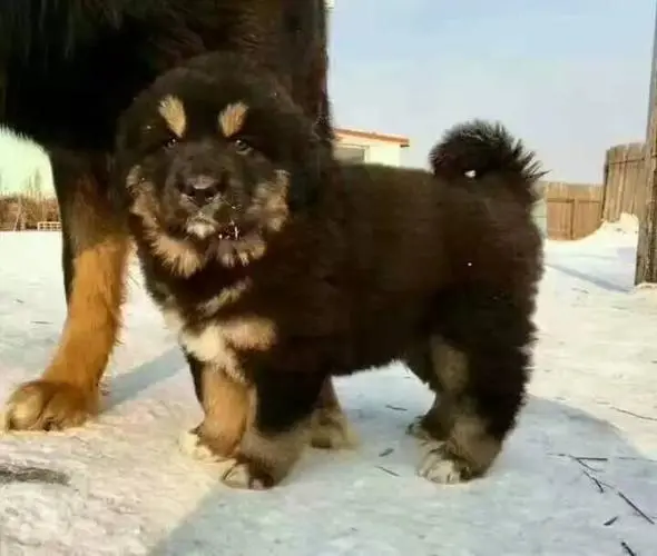 蒙古獒幼犬多少钱