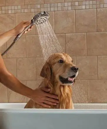 去宠物店给狗洗个澡多少钱