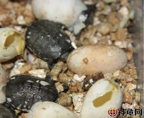 石龟蛋孵化一般多少天