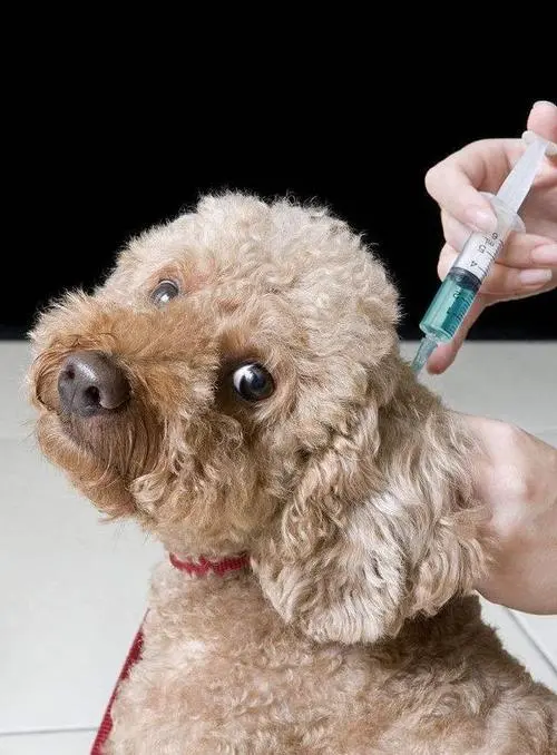 泰迪犬打疫苗多少钱