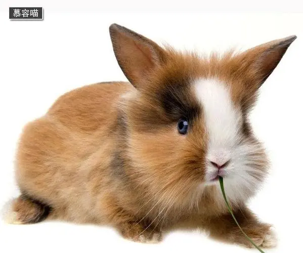 兔子的品种有多少种