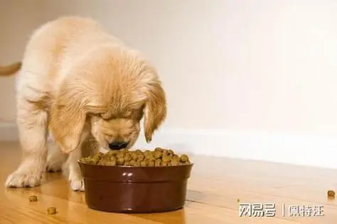 小狗喂狗粮应该吃多少