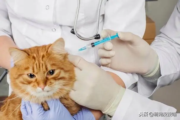 小猫预防针多少钱