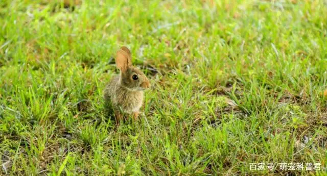 小兔子多少天才能吃草