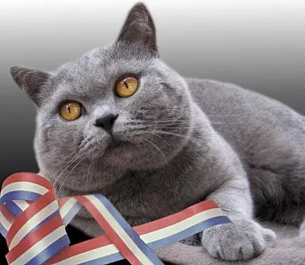 英国短尾猫多少钱