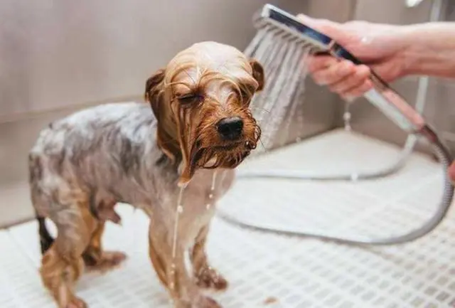 幼犬洗澡多少钱