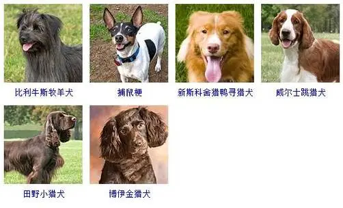中国狗的品种有多少种