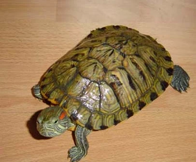 巴西龟水深多少能够满足其生活需求？