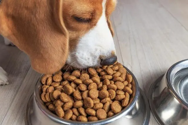 狗粮摄入量的重要性，为什么需要控制狗狗吃多少狗粮？