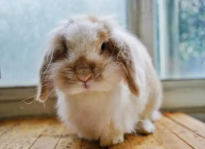 垂耳兔一次吃多少：探秘垂耳兔的饮食习惯