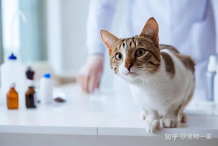 给猫咪吃多少药？确保正确剂量对猫咪的安全至关重要