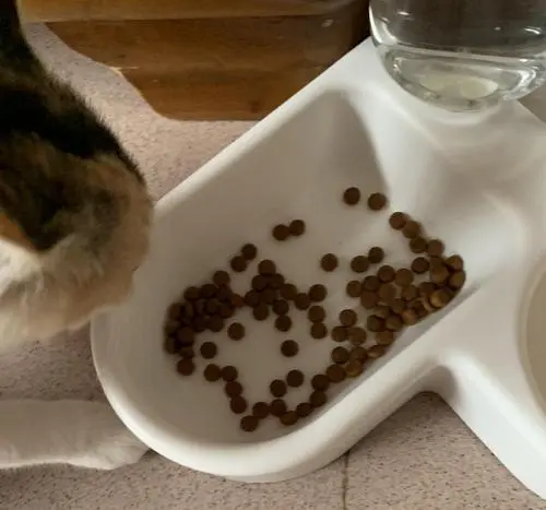 2个月猫咪应该吃多少？了解正确喂养量
