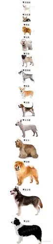 狗的体表1.0多少：了解狗的外貌特征和体型指数