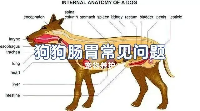狗狗肠胃检查费用是多少？
