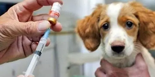 狗狗疫苗费用大揭秘！狗狗的疫苗要多少钱？