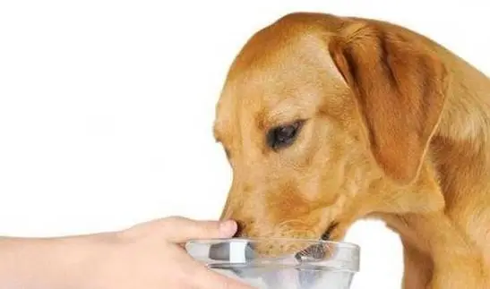 狗狗喝多少葡萄糖才合适？