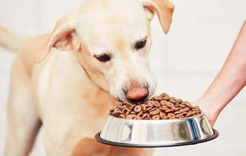 狗狗每次吃多少狗粮才是最健康的？