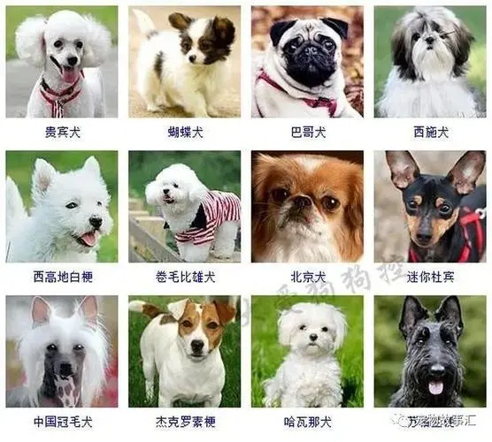 狗狗品种有多少种？