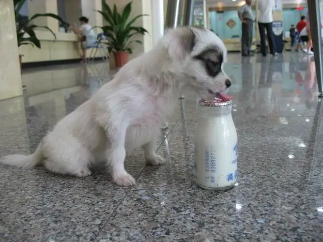 狗喝酸奶的适量是多少？