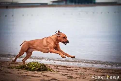 狗儿究竟能跑多少公里？