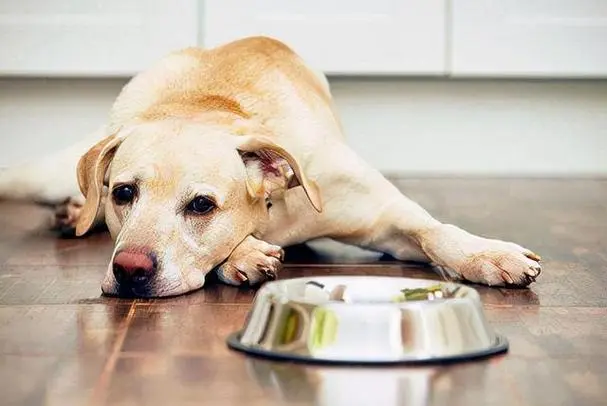 狗三个月吃多少？了解狗狗饮食需求