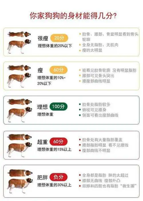 狗1.0的理想体重范围与健康相关性
