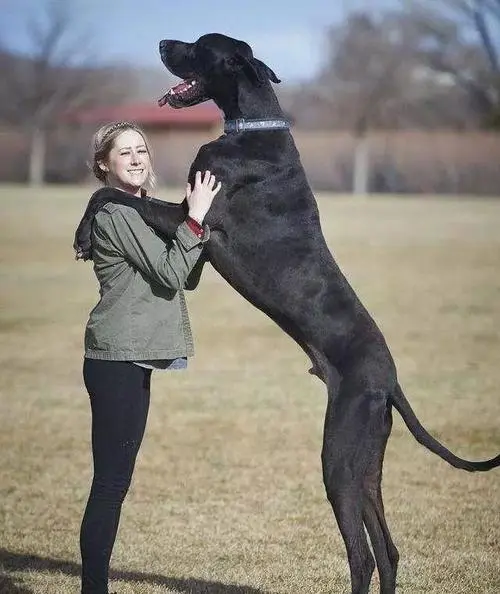 狗最重有多少斤？一窥巨犬世界之最
