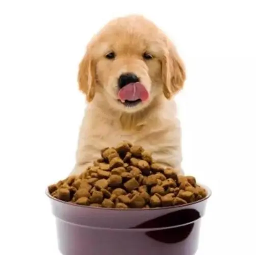 6斤狗吃多少狗粮？