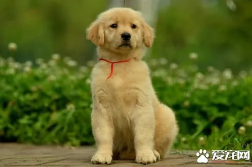 金毛幼犬的体温是多少？