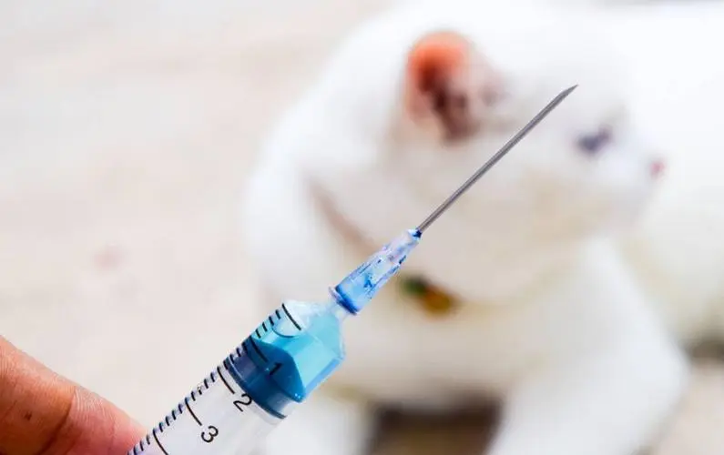 猫狗打疫苗，一针多少钱？