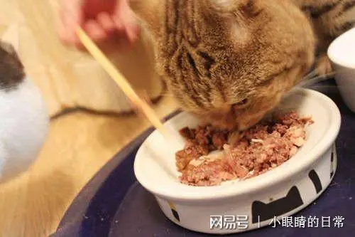 猫每天吃多少湿粮才合适？