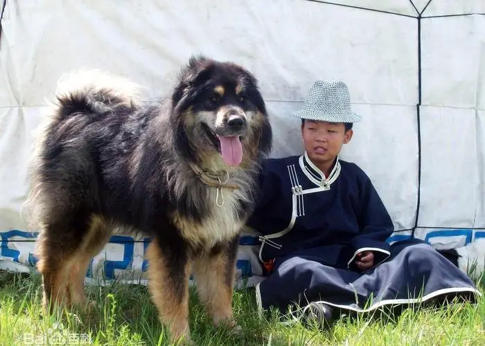 蒙古牧羊犬到底多少钱一只？