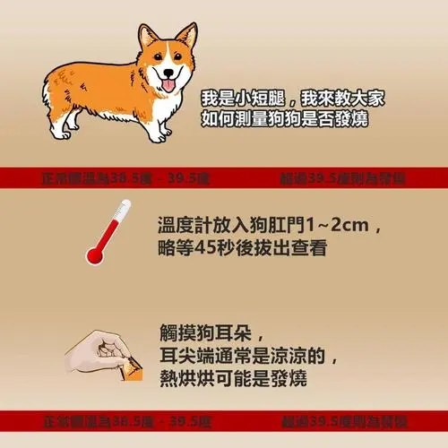 犬的体温是多少 - 了解犬类的正常体温范围
