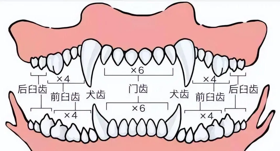 犬的牙齿数量究竟有多少颗？