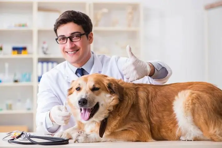 犬瘟热治疗费用大概多少钱？